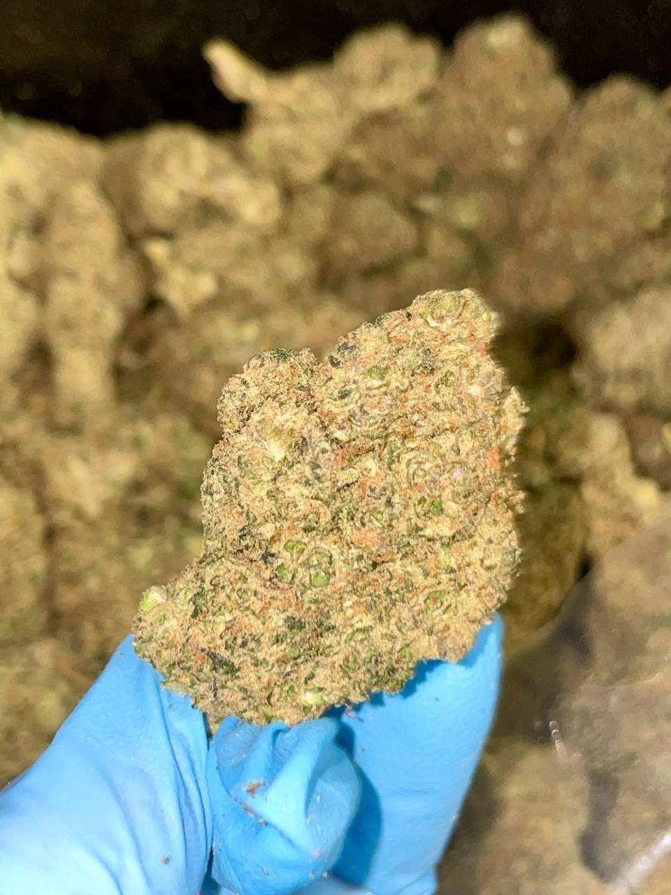 🔥CALI THAY TOP SHELF🔥